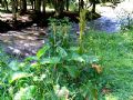 Rumex alpinus